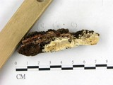 學名:Gelatoporia pannocincta