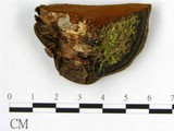 學名:Phellinus igniarius