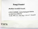 ǦW:Phellinus lundellii