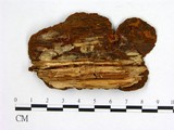 學名:Phellinus nigrolimitatus