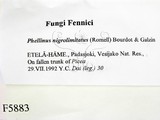ǦW:Phellinus nigrolimitatus
