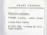 ǦW:Phellinus punctatus