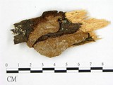 學名:Phellinus viticola