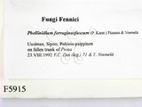 ǦW:Phellinidium ferrugineofuscum