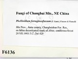ǦW:Phellinidium ferrugineofuscum