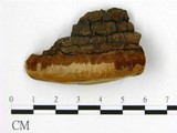 學名:Phellinus igniarius