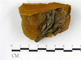 學名:Phellinus robustus