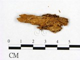 學名:Parmastomyces mollissimus