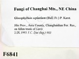 ǦW:Gloeophyllum sepiarium