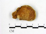 學名:Polyporus alveolaris