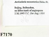 ǦW:Auricularia mesenterica