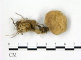 學名:Hypomyces chrysospermus