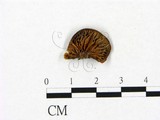 學名:Lentinellus ursinus