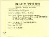 ǦW:Lopharia mirabilis