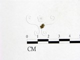 學名:Podospora dakotensis