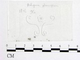 學名:Podospora pleiospora