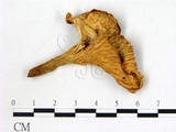 學名:Cantharellus cibarius