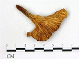 學名:Cantharellus cibarius