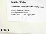 ǦW:Perenniporia robiniophila