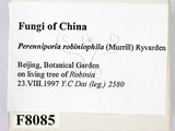 ǦW:Perenniporia robiniophila