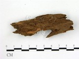 學名:Hymenoscyphus virgultorum