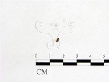 學名:Dicephalospora rufocornea