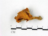 學名:Cantharellus cibarius