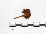 學名:Entoloma carneogriseum