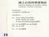 學名:Auricularia sp.
