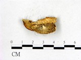 學名:Gelatoporia pannocincta