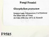 ǦW:Gloeophyllum protractum
