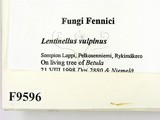 ǦW:Lentinellus vulpinus