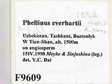 ǦW:Phellinus everhartii