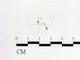 學名:Cordyceps myrmecophila