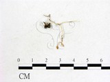 學名:Cordyceps myrmecophila