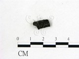 學名:Ascobolus carbonarius