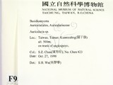 ǦW:Auricularia sp.