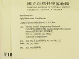 ǦW:Lopharia cinerascens