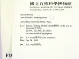 ǦW:Auricularia polytricha