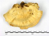 學名:Laetiporus sulphureus