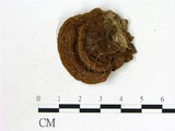 學名:Coriolopsis neaniscus