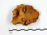 學名:Cantharellus cibarius