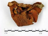 學名:Cantharellus cibarius