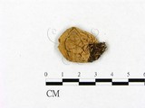 學名:Lycoperdon gemmatum