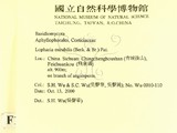 ǦW:Lopharia mirabilis