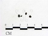 學名:Ascocoryne cylichnium