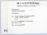 ǦW:Cortinarius sp.
