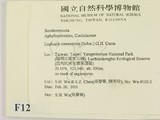 ǦW:Lopharia cinerascens