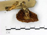 學名:Cortinarius crocolitus