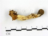 學名:Helvella sp.